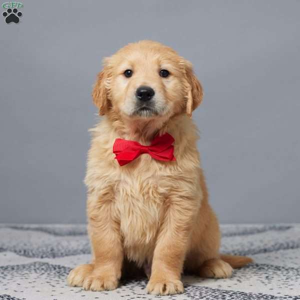 Otto, Golden Retriever Puppy